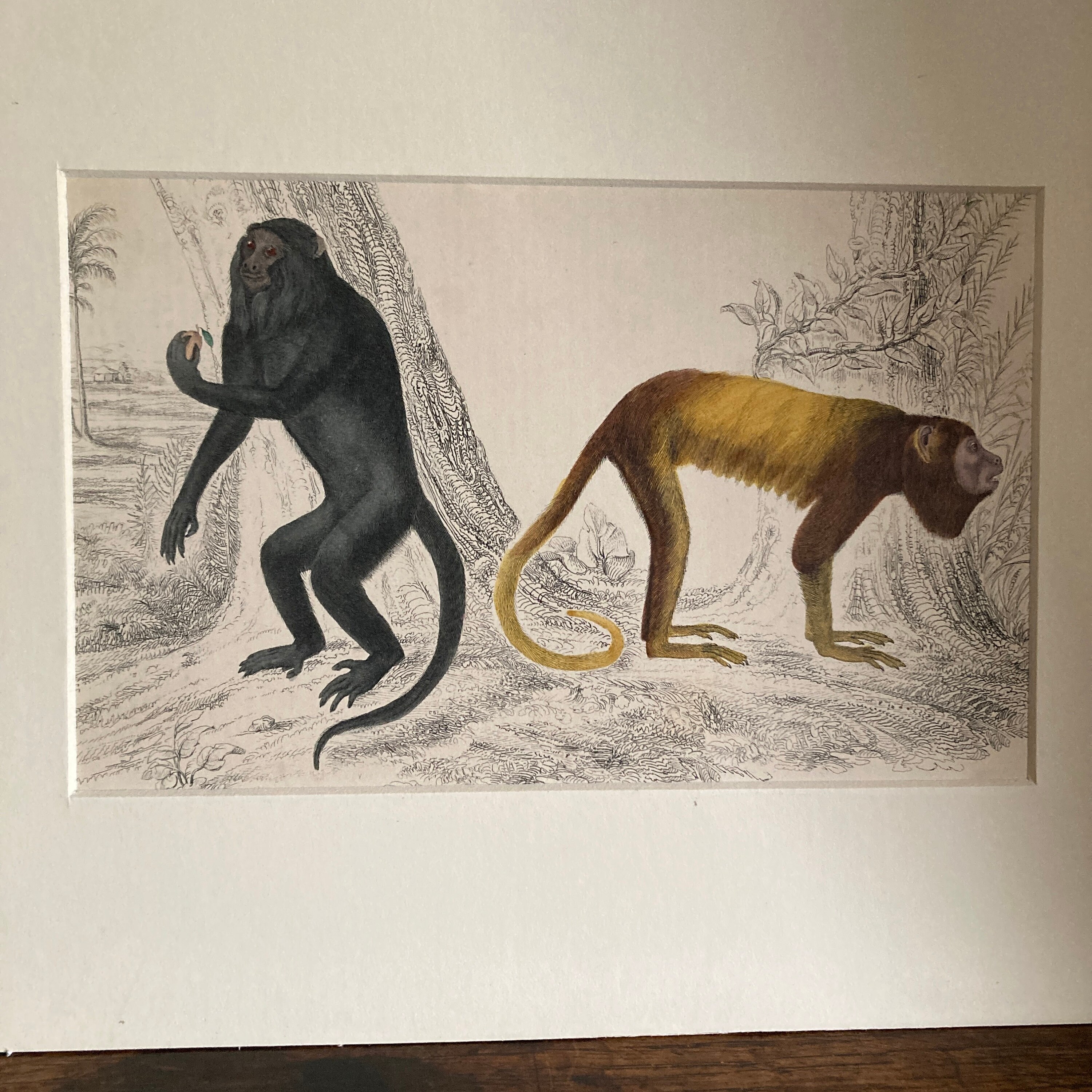 Four Antique Mounted Mid 19th Century Hand Coloured Animal Engravings C ...