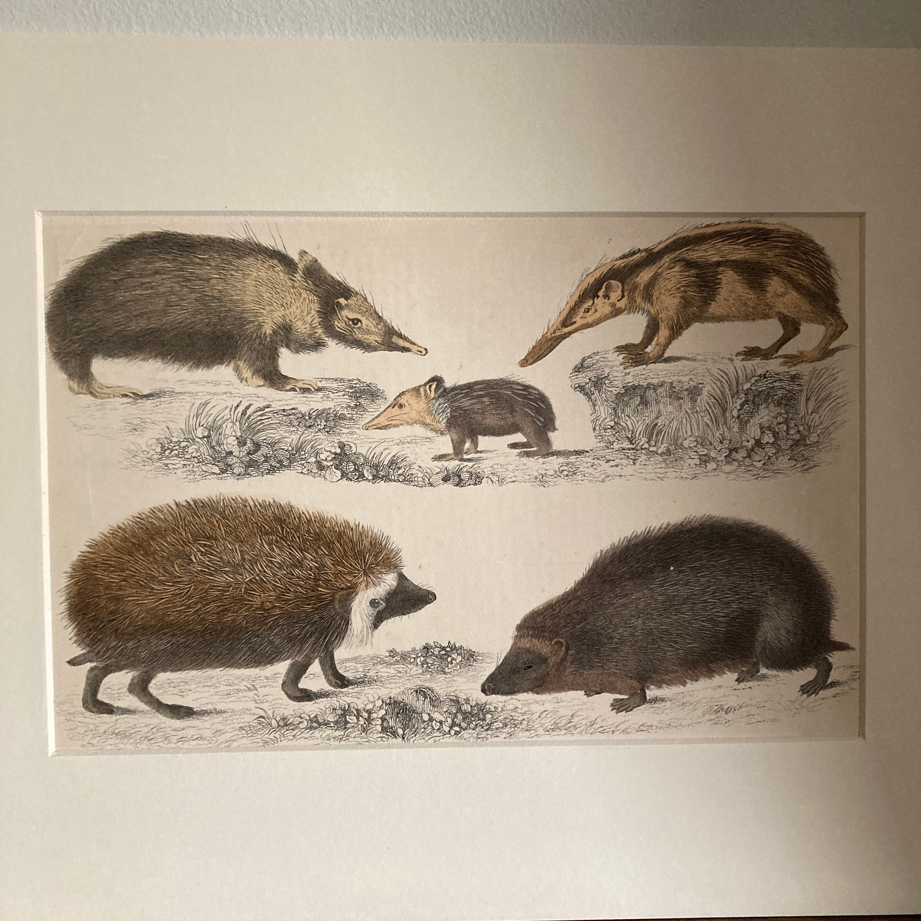 Four Antique Mounted Mid 19th Century Hand Coloured Animal Engravings C ...