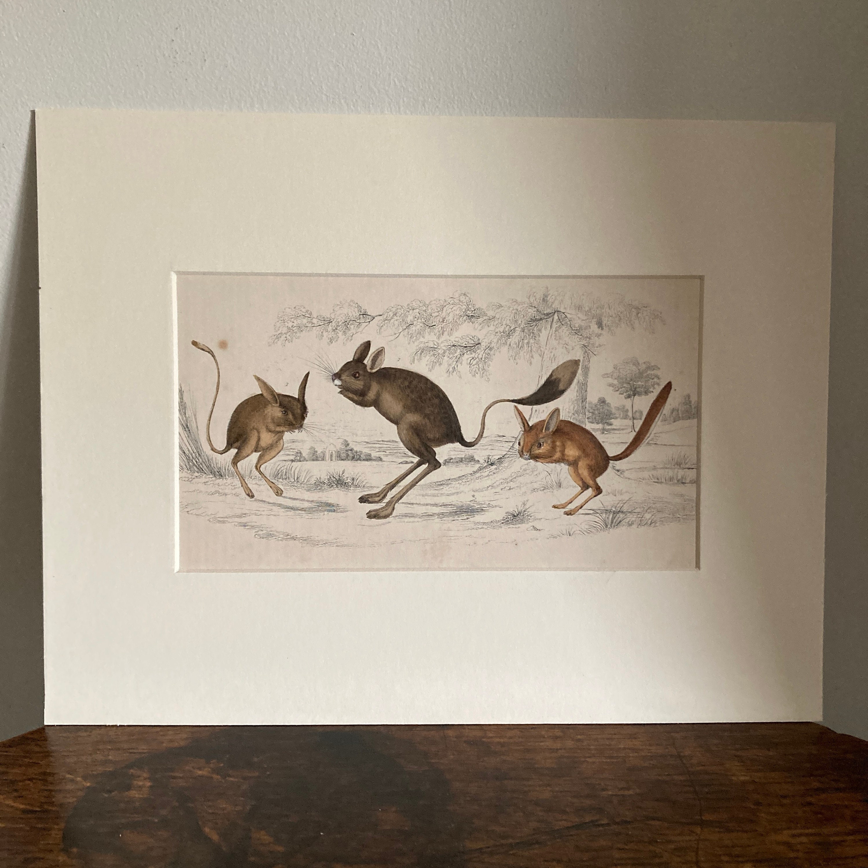 Four Antique Mounted Mid 19th Century Hand Coloured Animal Engravings C ...