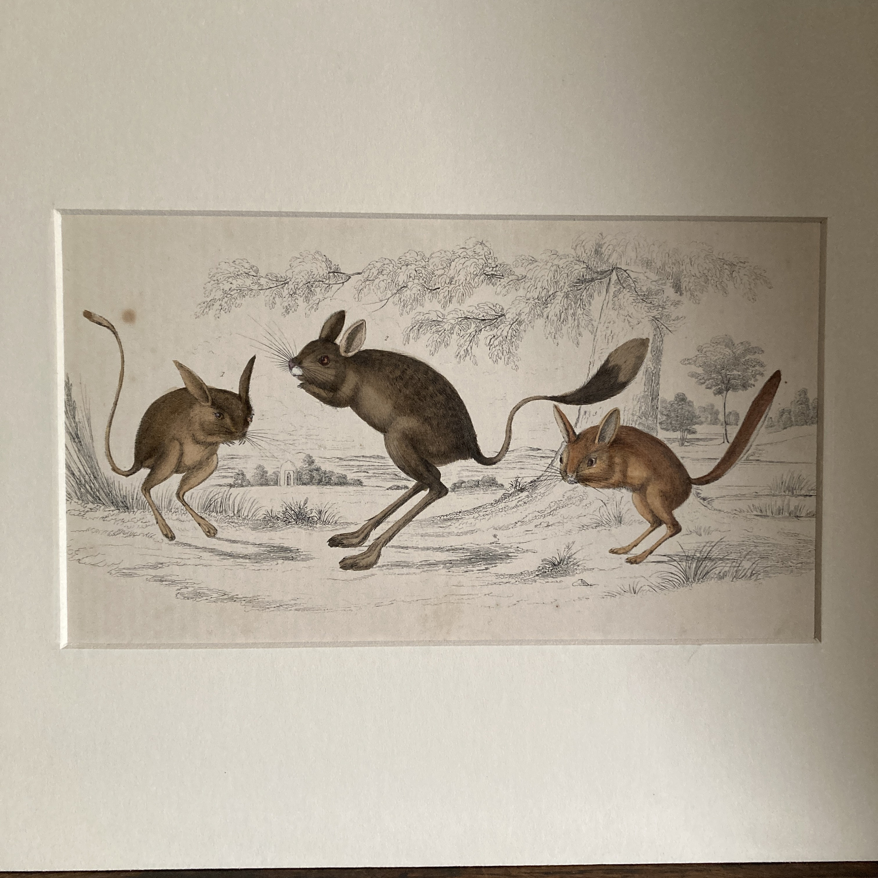 Four Antique Mounted Mid 19th Century Hand Coloured Animal Engravings C ...