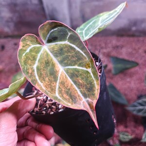 Anthurium variegata - Etsy 日本