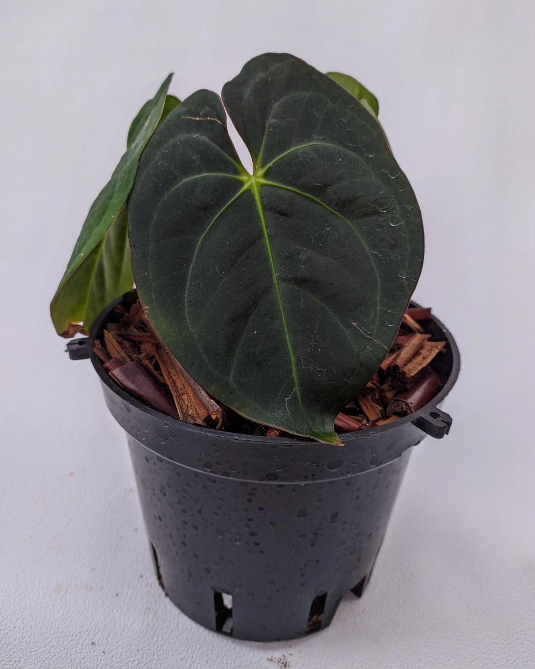 Anthurium dressleri - Etsy 日本