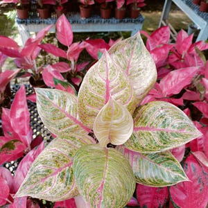 その他観葉植物 Aglaonema Hughes Aglaonema Hughes - Variegated Plant - Indoor Planters - Etsy