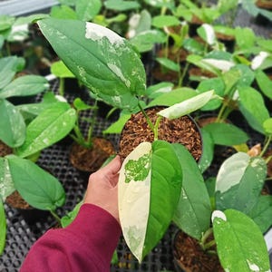 May include: A potted Philodendron plant featuring variegated leaves with distinct patches of dark green and creamy white. The plant is housed in a small black plastic container filled with brown soil, showcasing a split-leaf pattern.