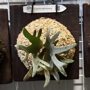 Op de afbeelding: Een Platycerium willinckii OMG sporeling gemonteerd op een cirkelvormig bed van lichtbruin veenmos, bevestigd aan een donkerbruine vierkante houten plaat met een zwarte metalen ophanghaak en een wit label met de tekst P. willinckii OMG sporeling.