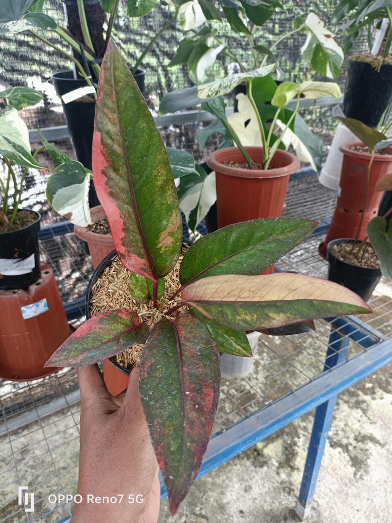 Anthurium Hookeri Pink Variegated - Rare Pink Variegated Anthurium ...
