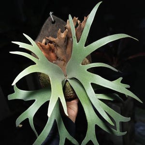 Op de afbeelding: Een hertshoornvaren met lange, vertakte, lichtgroene bladeren en een bruin, getextureerd basisschild. De plant is gemonteerd op een donkere, platte achterplaat en toont een symmetrische rangschikking van de gewei-vormige bladeren.