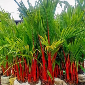 Red Palm Cyrtostachys Renda Lipstick - Sealing Wax Palm Live Plant - Exotic Tropical Palm Tree - Collector's Ornamental Garden Plant