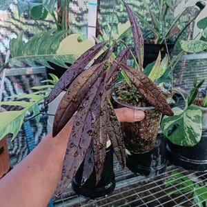 Hoya Sulawesiana Red Medium Size - Real Picture - Rare Hoya Plant - Stunning Red Foliage - Tropical Collector Houseplant - Live Hoya Plant