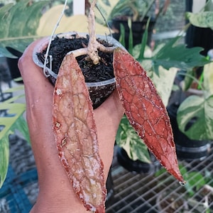 Hoya Clemensiorum Red Small Size - Real Picture - Rare Hoya Plant - Red Veined Foliage - Exotic Tropical Houseplant - Hoya Collector Plant