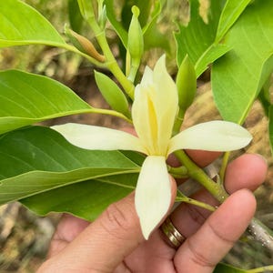 Puede incluir: Una flor de Michelia champaca de color amarillo pálido con pétalos alargados y delgados y un centro de color amarillo más oscuro. La flor está rodeada de hojas verdes vibrantes de forma ovalada y varios capullos cerrados de color verde claro.