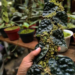 Könnte beinhalten: Eine dunkelgrüne, texturierte Monstera dubia Pflanze, die an einem vertikalen Moosstab emporwächst. Die herzförmigen Blätter weisen eine ausgeprägte, unebene und gewellte Oberflächenstruktur auf. Die Pflanze ist am Moosstab befestigt.