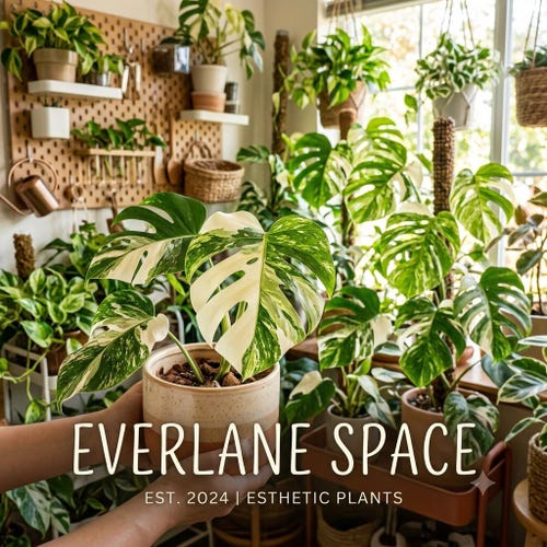 Aglaonema Hughes - Variegated Plant - Indoor Planters - Etsy