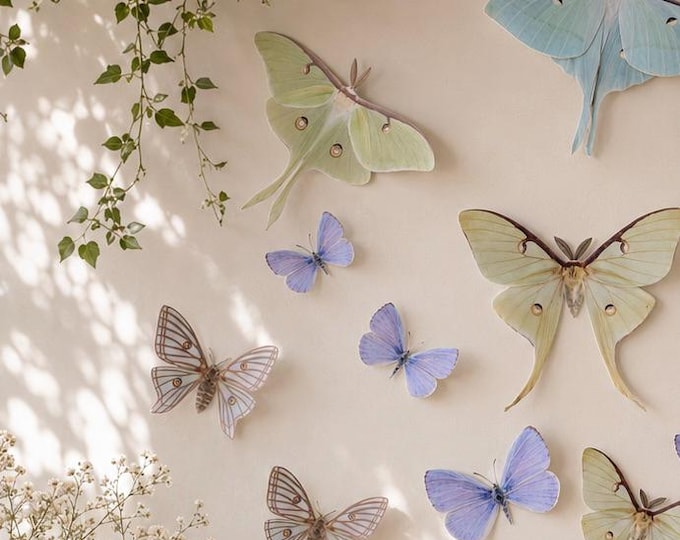 Giant Paper Luna moths and Butterflies
