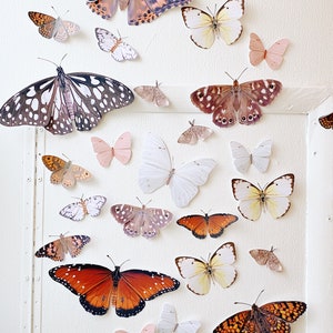 Woodsy paper butterflies and moths