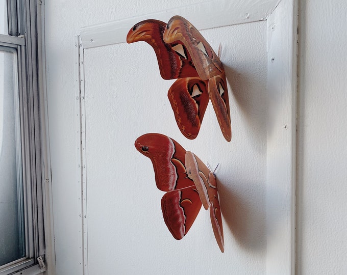 Atlas Moths, paper wall hanging, office, home and nursery decor