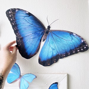 Peut inclure: Décor mural représentant un grand papillon bleu aux motifs détaillés. Le papillon est d'un bleu vif avec des accents noirs et bruns. Plusieurs petits papillons bleus sont également affichés, créant un thème décoratif.