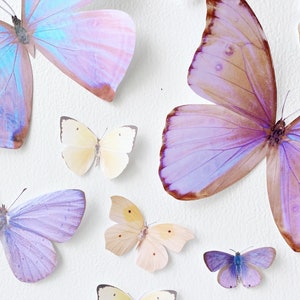 Giant pastel sunset paper butterflies image 3