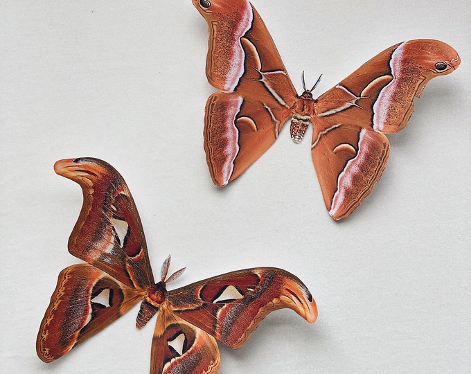 Atlas Moths, paper wall hanging, office, home and nursery decor