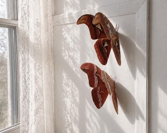 Atlas Moths, paper wall hanging, office, home and nursery decor