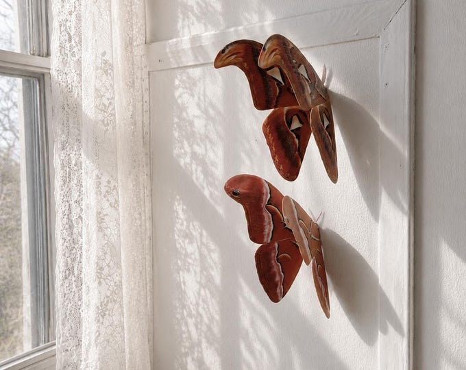 Atlas Moths, paper wall hanging, office, home and nursery decor