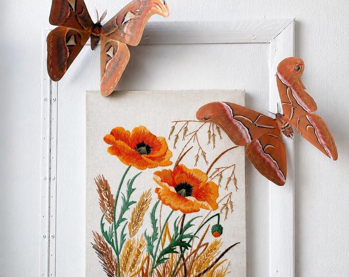 Goliath Paper Moths, wall hanging, realistic photograph, home and party decor