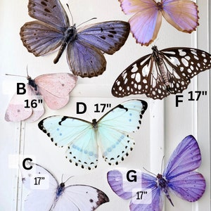 Goliath paper butterflies ( 1 +)