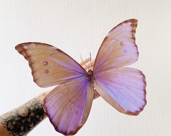 Giant Pastel Paper Butterflies