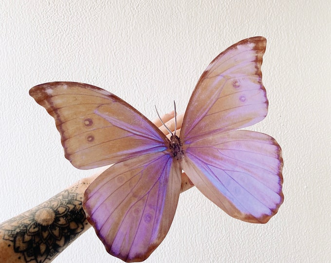 Giant Pastel Paper Butterflies