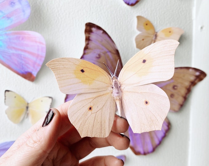 Giant Sunset Paper Butterflies
