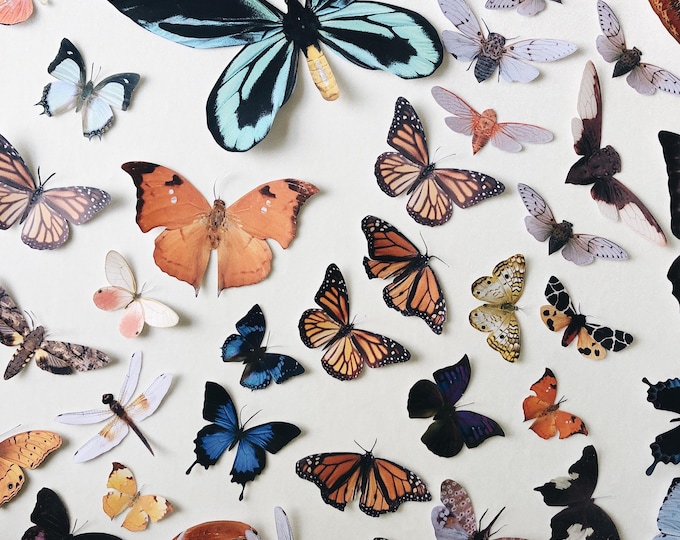 Paper Bug collection for home decor