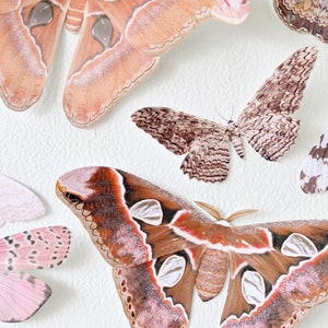 Giant paper Moths image 2