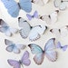 see more listings in the butterflies section