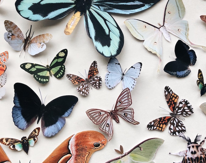Paper Bug collection for home decor