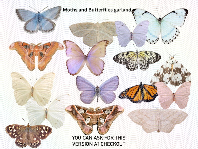 Puede incluir: Una guirnalda de 13 mariposas y polillas diferentes, incluyendo una mariposa blanca con manchas negras, una polilla marr&oacute;n con acentos naranjas y una mariposa azul con bordes blancos. La guirnalda est&aacute; sobre un fondo blanco con l&iacute;neas onduladas.