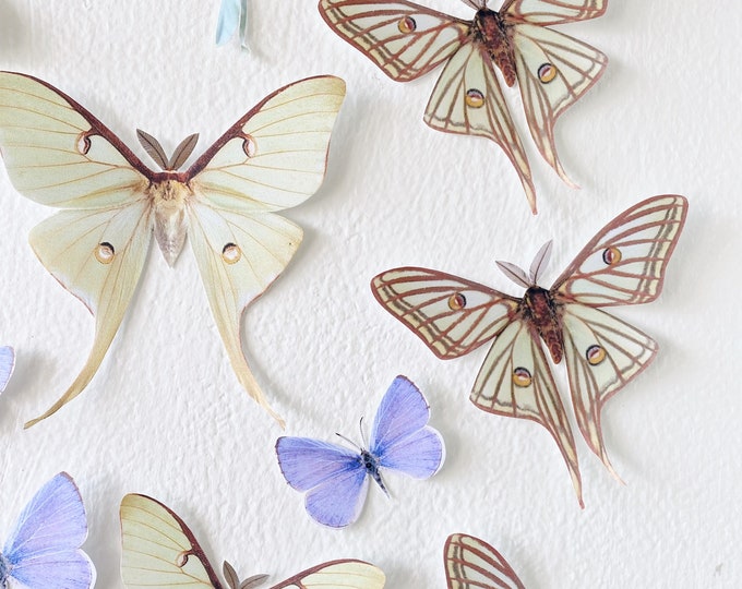 Paper Luna moths and Butterflies Nature inspired home decor