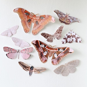 Giant paper Moths image 1