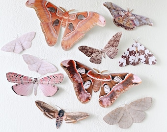 Giant paper Moths