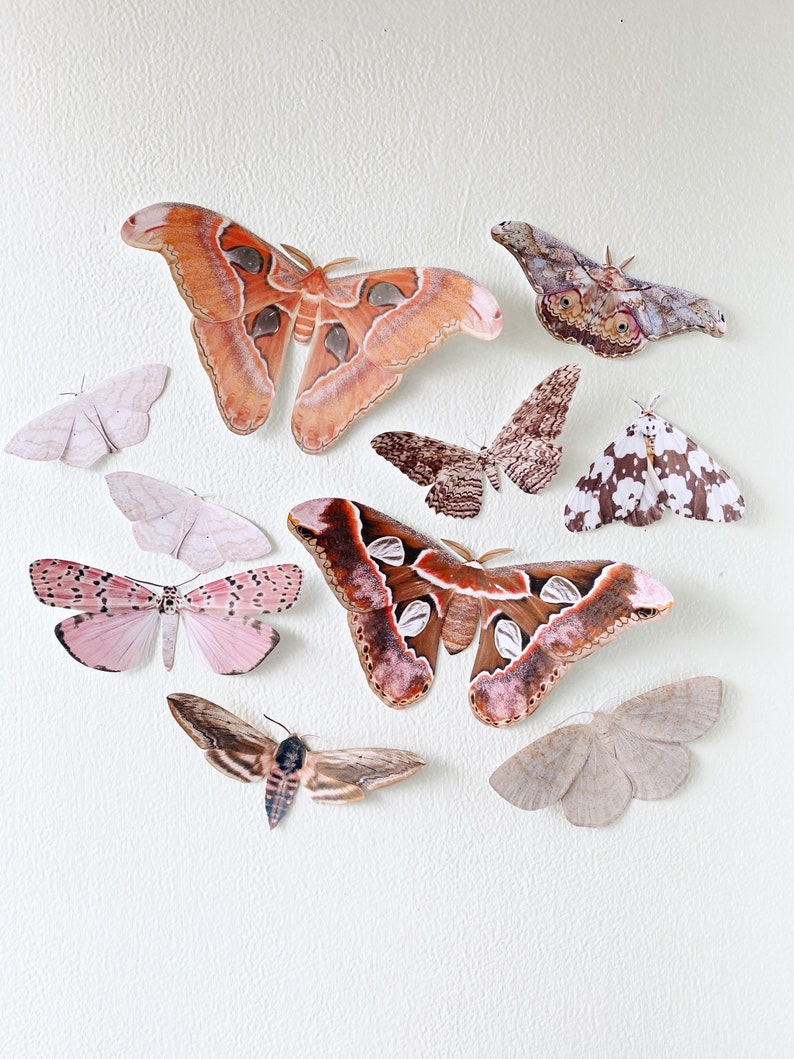 Giant paper Moths image 1