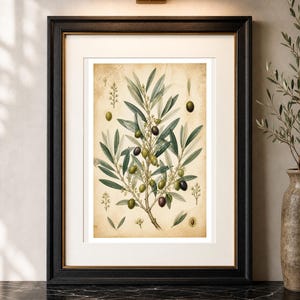 May include: A framed botanical print featuring a detailed illustration of an olive branch with green and dark purple olives, small white flowers, and elongated leaves on a textured, aged parchment-coloured background within a black frame.
