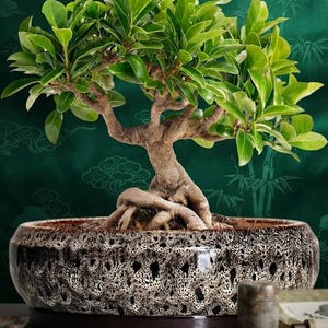 May include: A bonsai tree with a thick, textured brown trunk and dense green leaves planted in a round, wide ceramic pot. The pot features a mottled black and white glaze with a porous, cratered texture throughout its exterior surface.