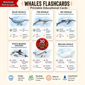 Valtyper Flashcards | 30 pedagogiska utskrivbara kort | Marina däggdjur och havsaktivitet