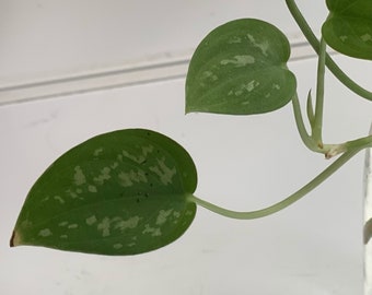 Satin Pothos - Scindapsus Pictus Argyraeus Cuttings