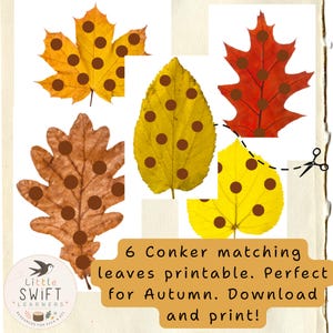 Peut inclure: Une feuille éducative imprimable présentant cinq feuilles d'automne jaunes, orange et brunes, chacune marquée de points circulaires bruns pour associer des marrons. Le texte indique 6 Conker matching leaves printable. Perfect for Autumn. Download and print! Un logo Little SWIFT LEARNERS est visible.