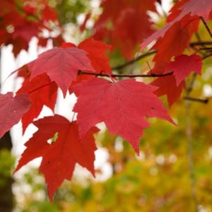 May include: Vibrant red maple leaves with distinct pointed lobes attached to thin brown branches. The foliage displays a deep crimson color, showcasing the characteristic five-pointed shape of the leaves against a blurred background of yellow.