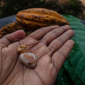 Peut inclure: Une fève de cacao germée avec une enveloppe texturée brun clair et un petit système racinaire pâle reposant dans une paume. En arrière-plan, une grande cabosse de cacao oblongue brun orangé et une feuille vert foncé nervurée sont visibles.