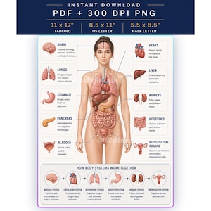 May include: An educational human anatomy chart featuring a central figure with labeled internal organs including the brain, heart, lungs, liver, stomach, kidneys, pancreas, intestines, bladder, and reproductive organs, with a body systems diagram.