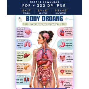 Op de afbeelding: Een educatieve poster getiteld BODY ORGANS met een centrale menselijke figuur met gelabelde interne organen, waaronder hersenen, hart, longen, maag, lever, darmen, alvleesklier, blaas en nieren, beschikbaar in 28x43, 22x28 en 14x22 cm.