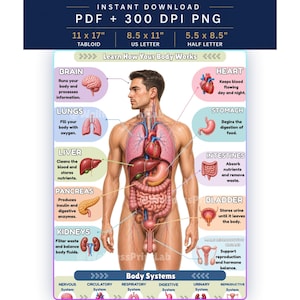 Op de afbeelding: Een educatieve anatomiekaart getiteld Learn How Your Body Works, met een centrale menselijke figuur met gelabelde interne organen zoals hersenen, hart, longen, maag, lever, darmen, alvleesklier, blaas en nieren, inclusief beschrijvende teksten.