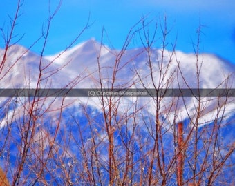 Winter "Mountain Branches" Fine Art Photograph
